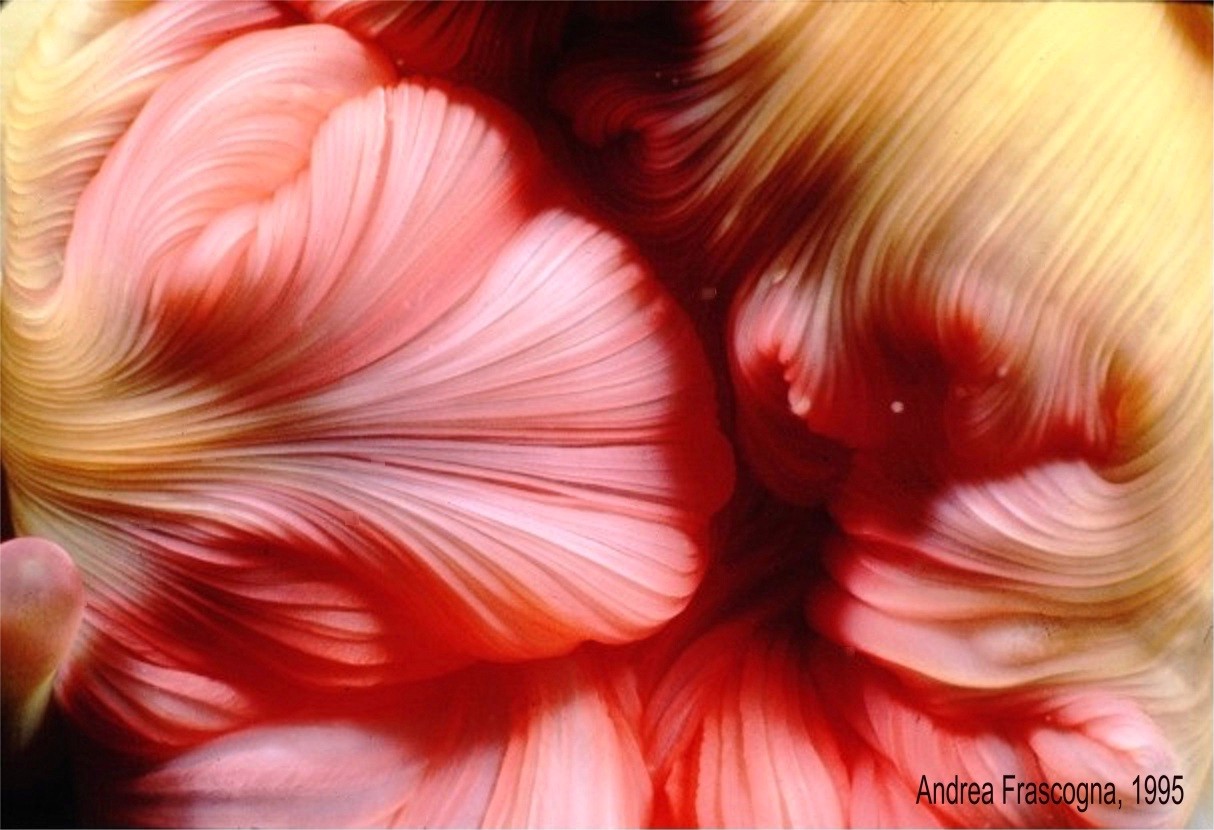 Anemone