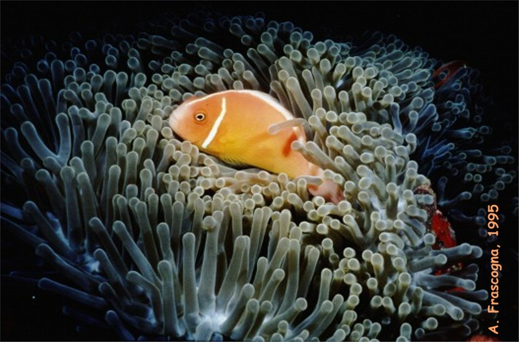 Clownfish, Fiji
