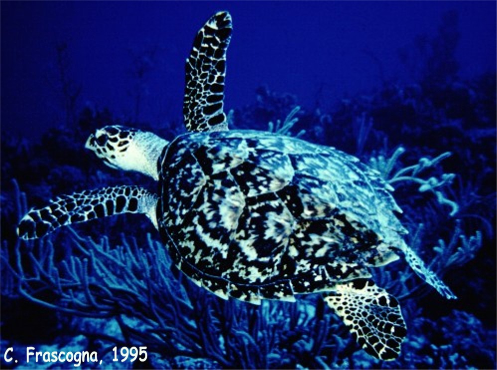 Hawksbill Turtle