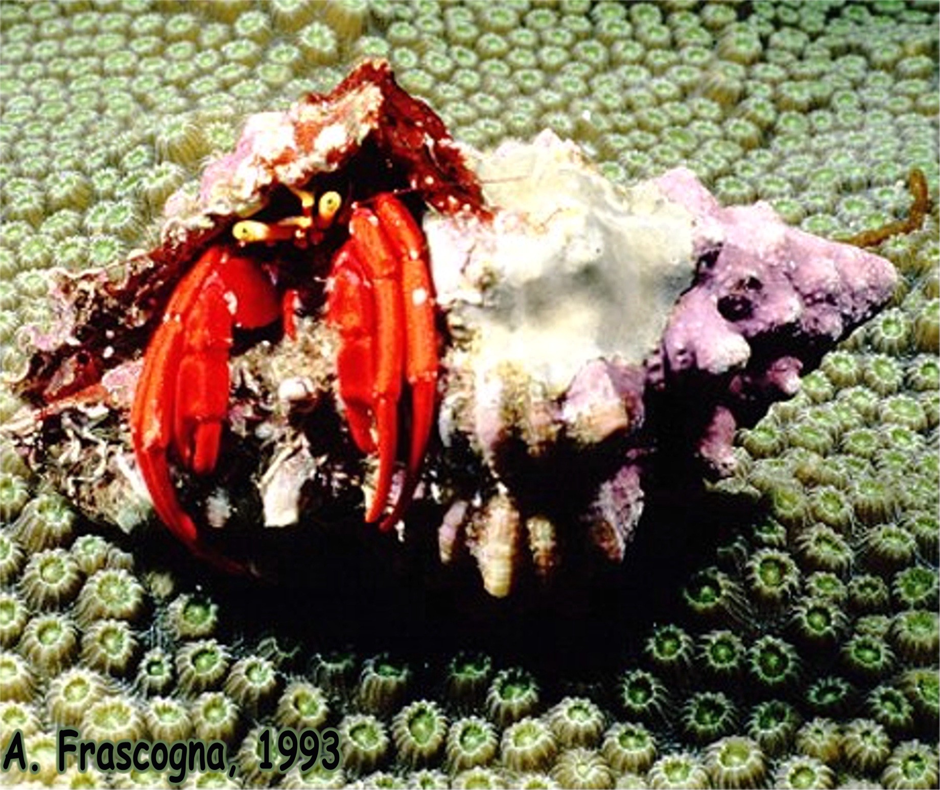 Hermit Crab
