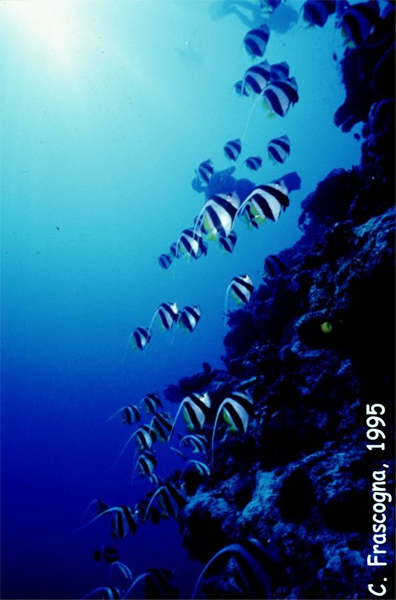 Moorish Idols, Fiji