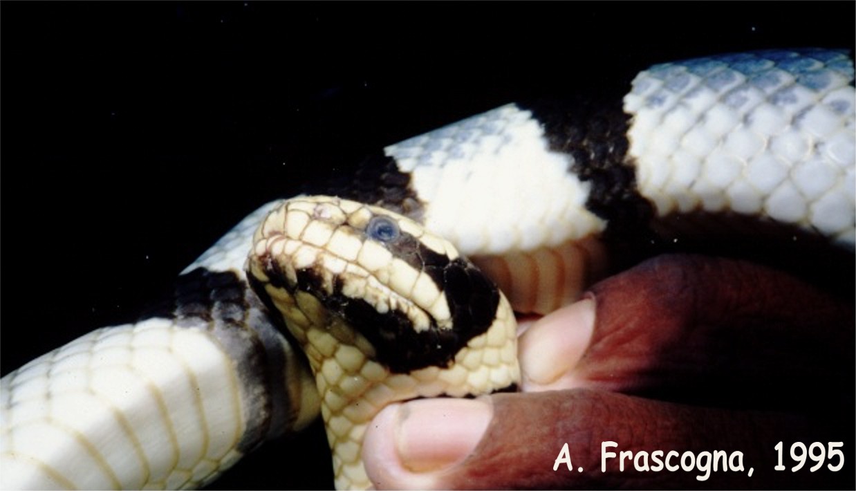Sea Snake, Fiji