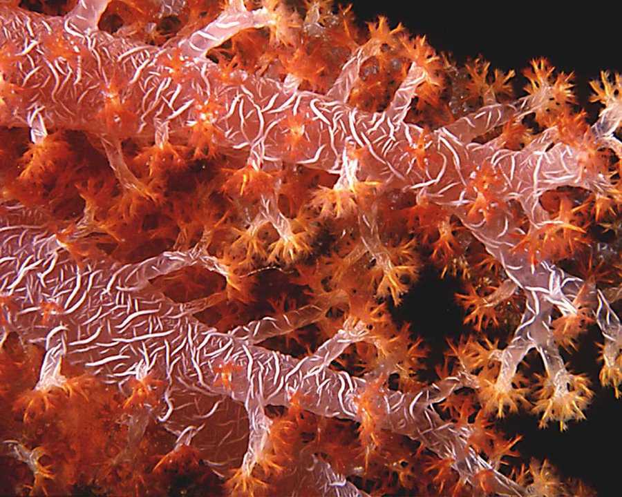 Soft Coral, Somosomo Straights, Fiji