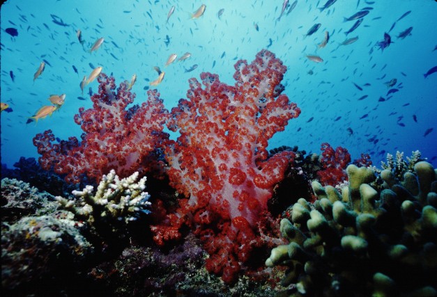 Soft Corals, Somosomo
Straights, Fiji